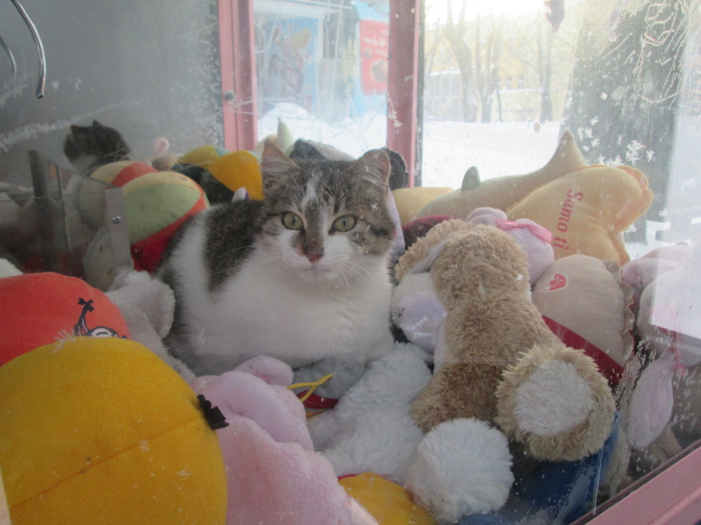 Mačka u automatu sa igračkama